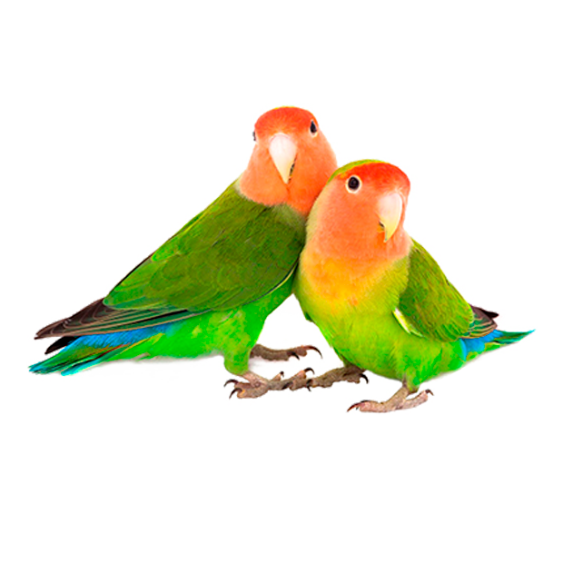 Imagem do peixe Agapornis